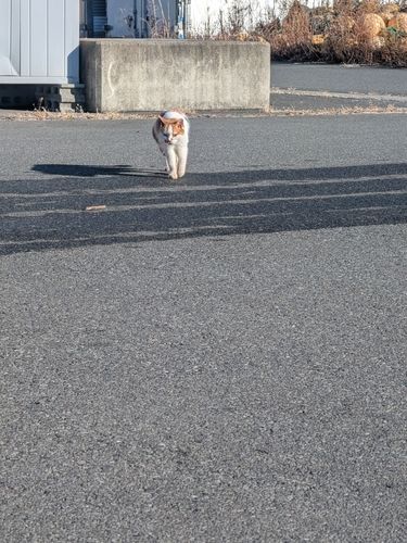 アイナメの釣果