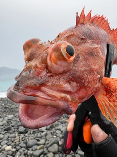 ウッカリカサゴの釣果