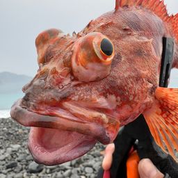 ウッカリカサゴ