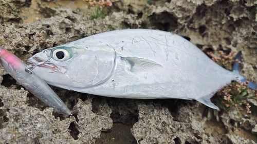 イケカツオの釣果