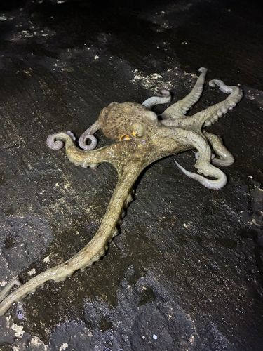 タコの釣果