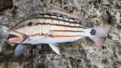 アミメフエダイの釣果