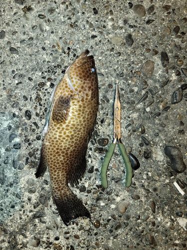 オオモンハタの釣果