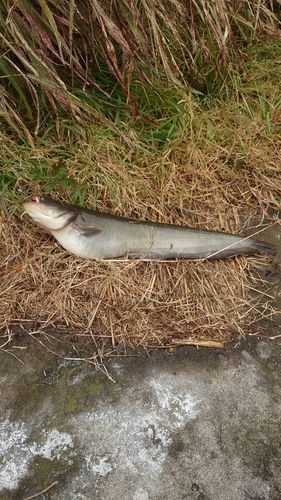 ナマズの釣果