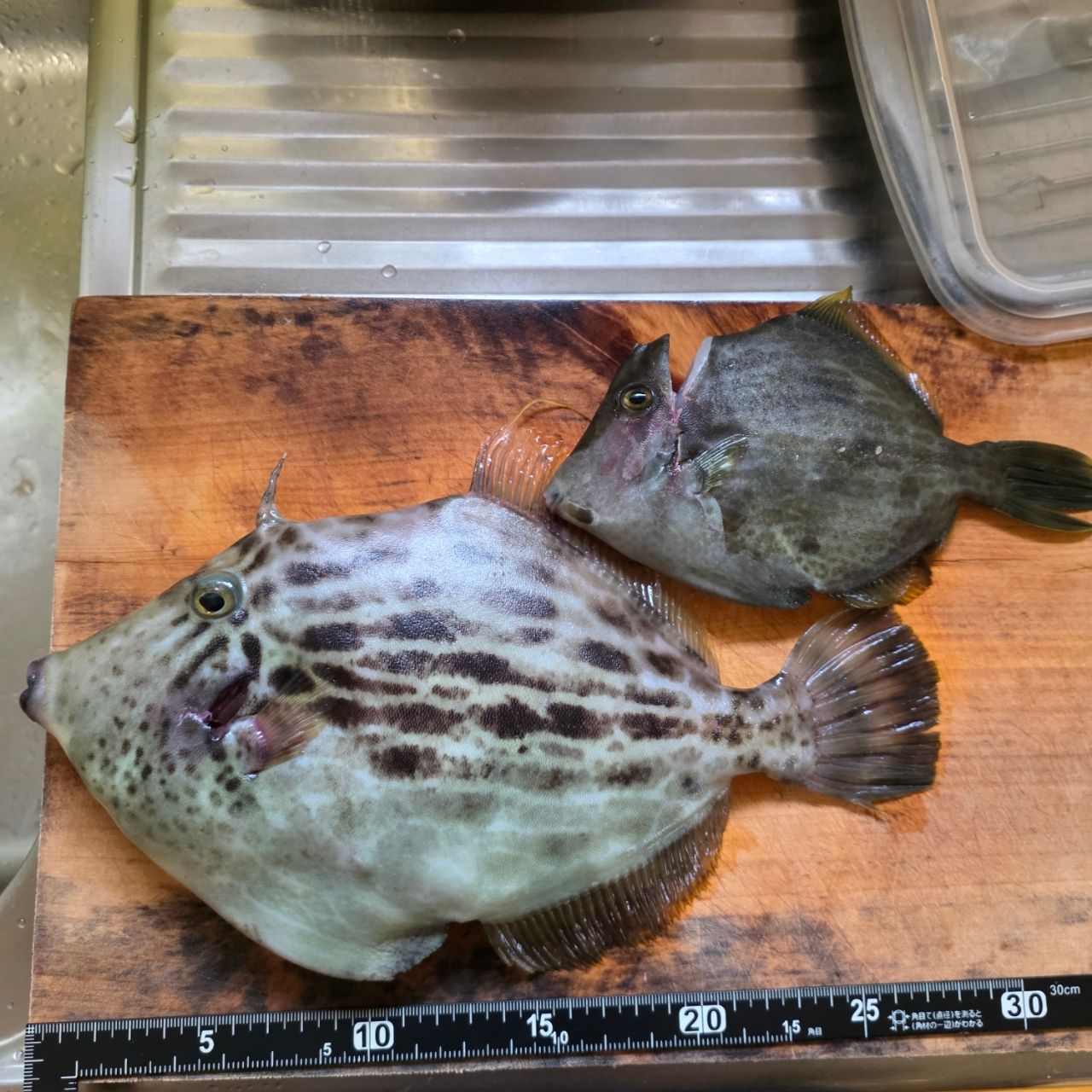 Gamakatsu 23ラグゼ EG X アルティメイト S86M-solidの最安値