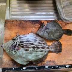 カワハギの釣果