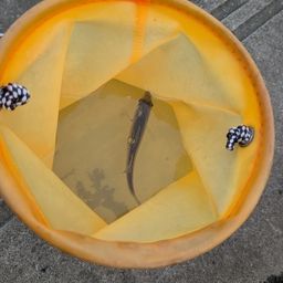 セイゴ（マルスズキ）