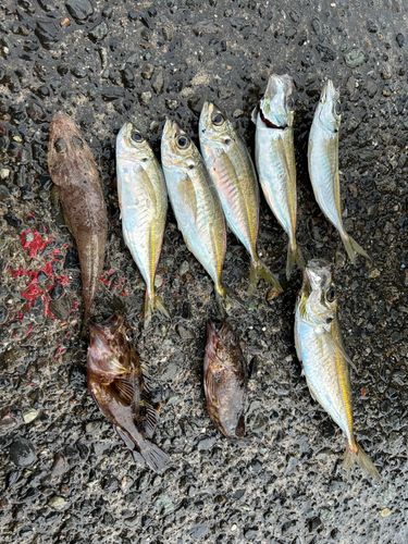 アジの釣果