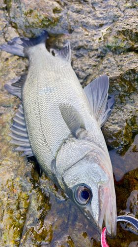 ヒラスズキの釣果