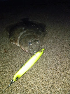 イシガレイの釣果