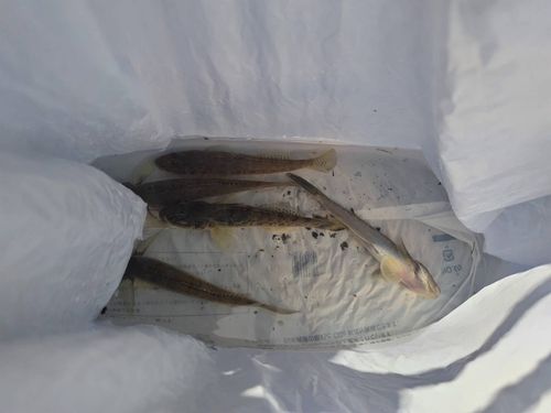 アカハゼの釣果