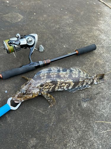 アイナメの釣果