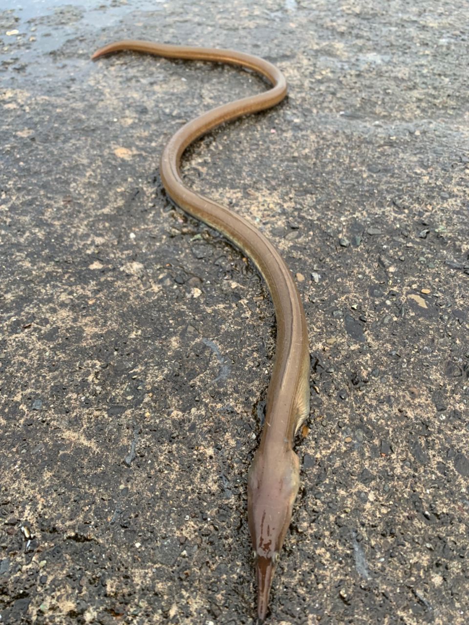 ダイナンウミヘビ