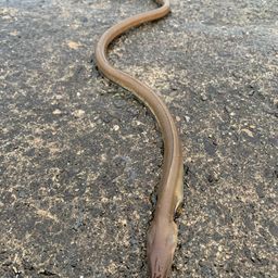 ダイナンウミヘビ