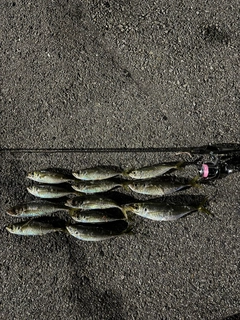 アジの釣果