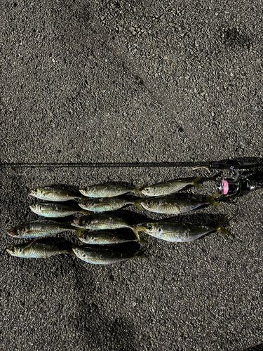 アジの釣果