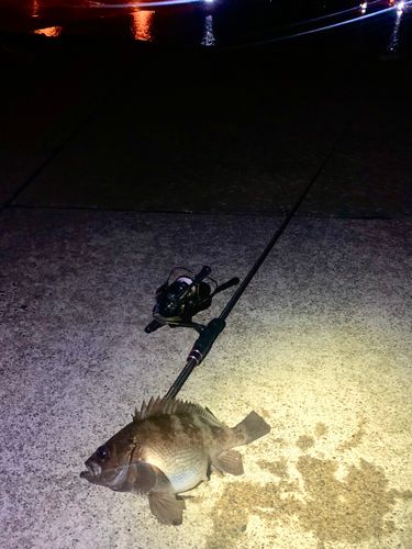 シロメバルの釣果