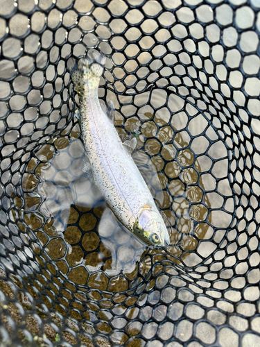 フィッシングスポットパスタイム