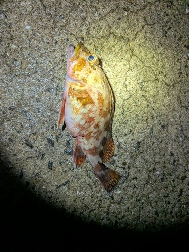 アラカブの釣果