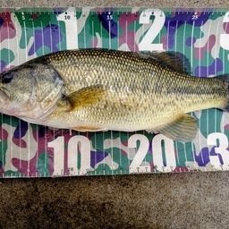 ラージマウスバス