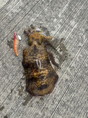 アオリイカの釣果