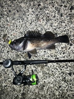 クロソイの釣果