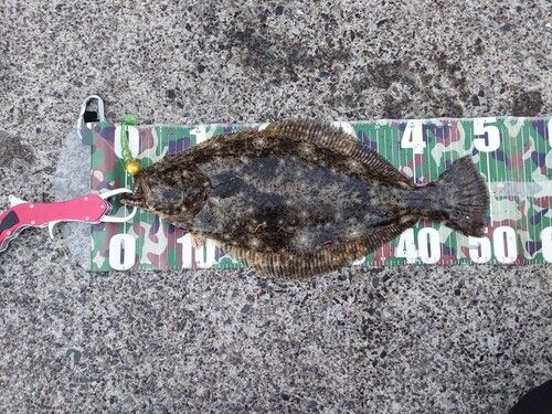 ヒラメの釣果