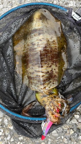 アオリイカの釣果