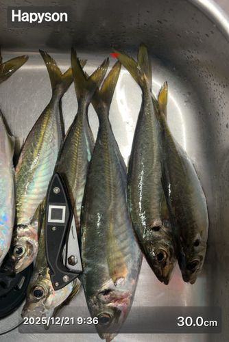 アジの釣果