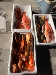 チカメキントキの釣果