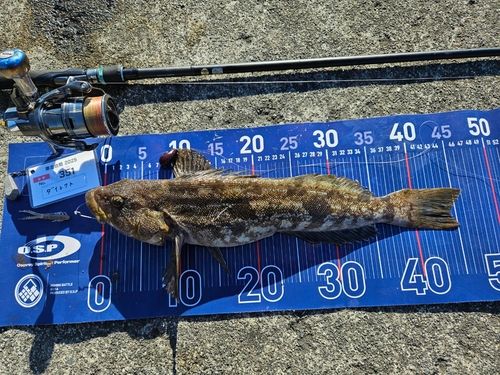 アイナメの釣果