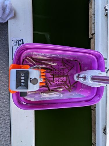 ワカサギの釣果