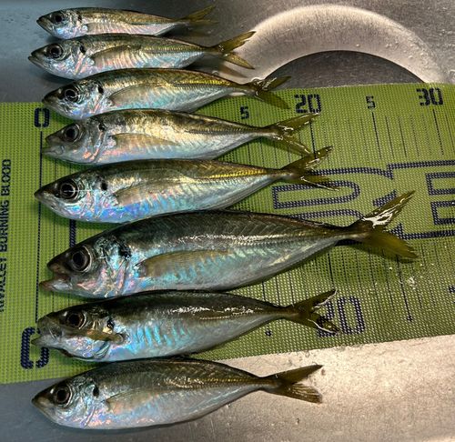 アジの釣果