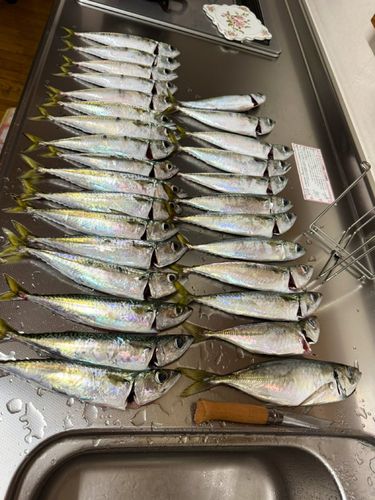 サバの釣果