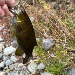 スモールマウスバス