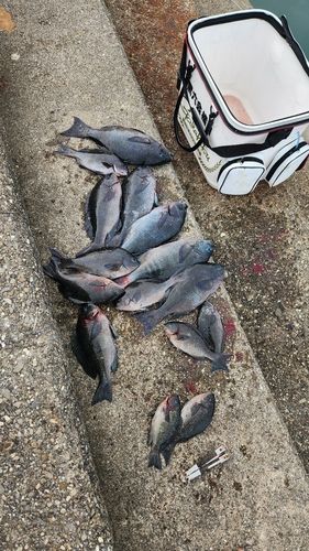 クチブトグレの釣果