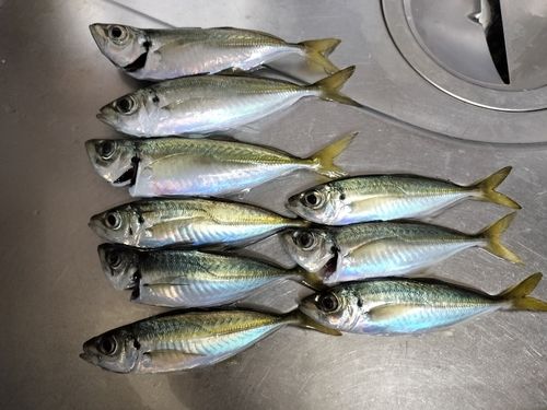アジの釣果