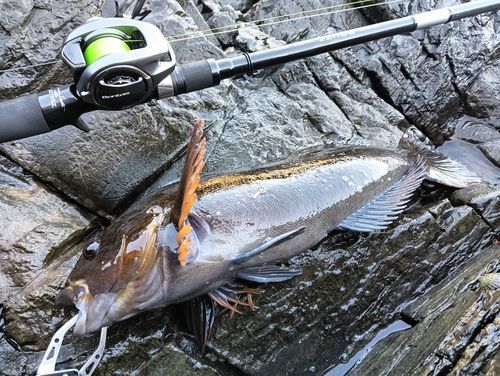 アイナメの釣果