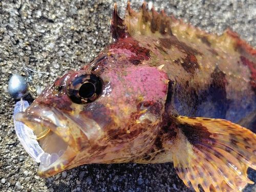 ヨロイメバルの釣果