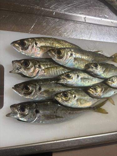 アジの釣果