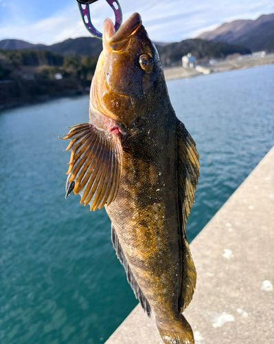 アイナメの釣果