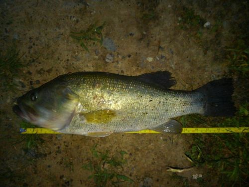 ブラックバスの釣果