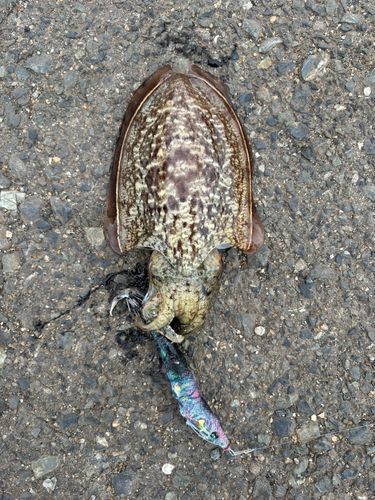 マツバイカの釣果