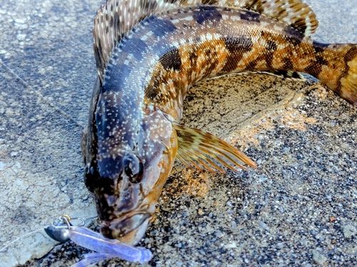 アイナメの釣果
