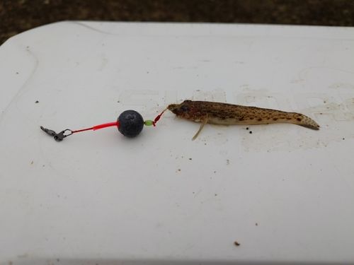 サビハゼの釣果