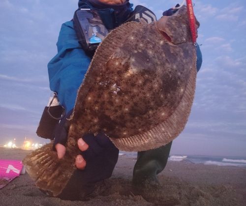ヒラメの釣果