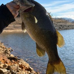スモールマウスバス