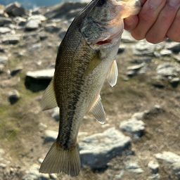 ラージマウスバス