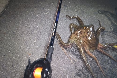 タコの釣果