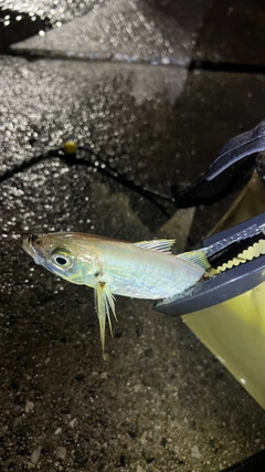 マアジの釣果